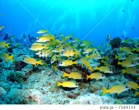 ヨスジフエダイ　フエダイ科　群れ　パラオ共和国　ダイビング　ミクロネシア 7569154