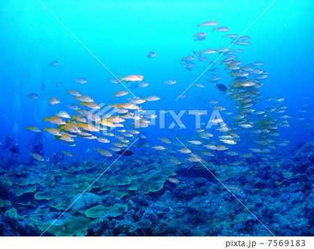 ノコギリダイ　パラオ　群れ　ミクロネシア　海　ダイビング 7569183