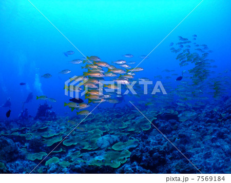 ノコギリダイ　パラオ　群れ　ミクロネシア　海　ダイビング 7569184