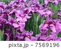 はなしょうぶ 7569196