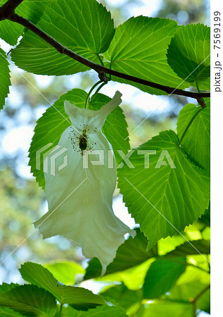 樹木・ハンカチノキ　ミズキ科 7569199