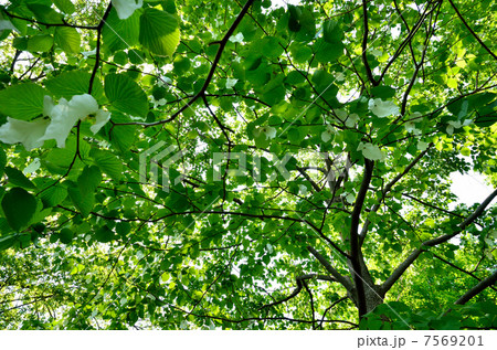 樹木・ハンカチノキ　ミズキ科 7569201