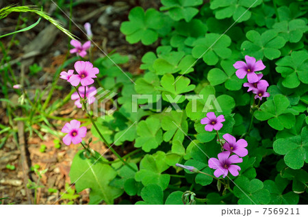 植物・イモカタバミ カタバミ科 植物・イモカタバミ カタバミ科 7569211