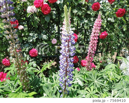 ルピナスとバラ 7569410