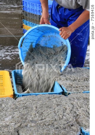 シラスの水揚げ 7569416