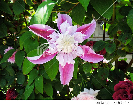 クレマチス 7569418