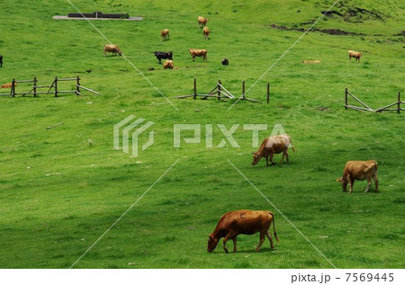 阿蘇の草原で赤牛の放牧 7569445