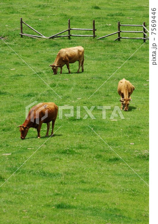 阿蘇の草原で赤牛の放牧 7569446