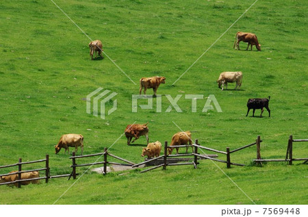 阿蘇の草原で赤牛の放牧 7569448