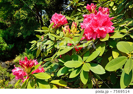 樹木・セイヨウシャクナゲ　ツツジ科 7569514
