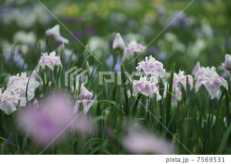 花しょうぶ 7569531
