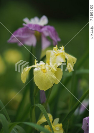 花しょうぶ 花しょうぶ 7569539