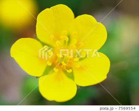 ミヤマキンバイ 7569554