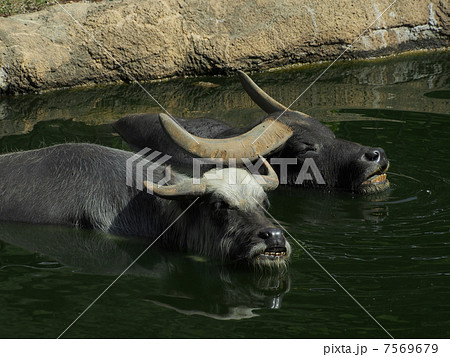 仲良く水につかるスイギュウ(家畜種) 仲良く水につかるスイギュウ(家畜種) 7569679