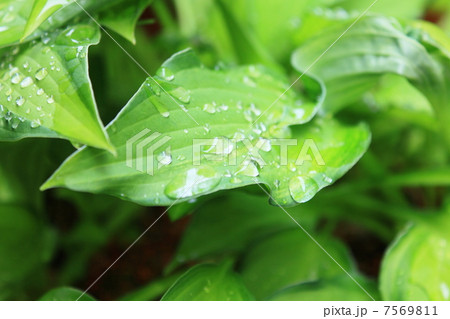 ぎぼうしの葉と水滴 7569811