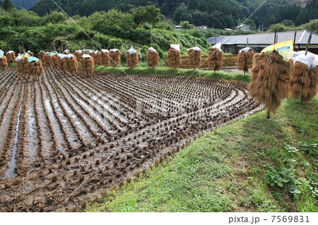 山あいの稲の杭掛け乾燥 7569831