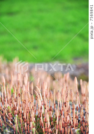 かわいいつくしんぼ かわいいつくしんぼ 7569841