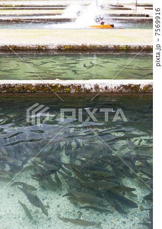 マスの養魚場 7569916
