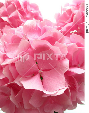 かわいいピンク色の紫陽花 かわいいピンク色の紫陽花 7569954