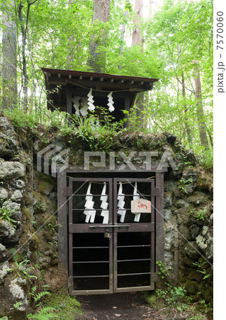 吉田胎内樹型 吉田胎内樹型 7570060