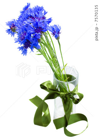 blue corn flowers bouquet in vase 7570135