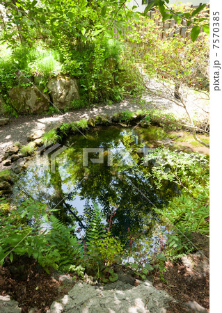 忍野八海　お釜池 7570385