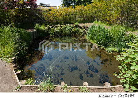 忍野八海　銚子池 7570394