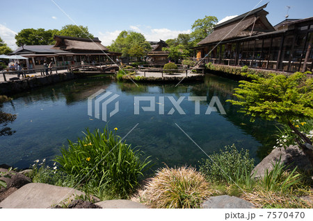 忍野の湧水群 忍野の湧水群 7570470