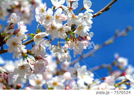 桜と青空 7570524