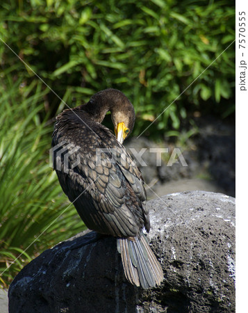 カワウ岩の上後右向き手入れ カワウ岩の上後右向き手入れ 7570555