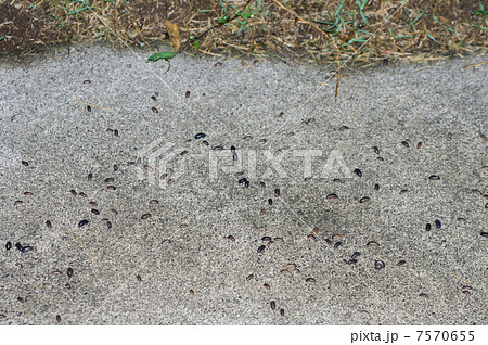 発生 ダンゴムシ 大量