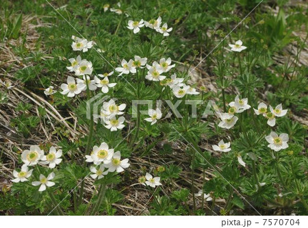 ハクサンイチゲ ハクサンイチゲ 7570704