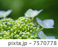 紫陽花の上のカマキリ 7570778
