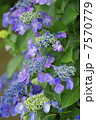 咲き誇る額紫陽花 7570779