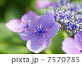 小宇宙のような紫陽花 7570785