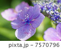 紫陽花のマクロな世界 7570796