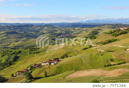 Green hills and vineyards of Piedmont, Italy. Green hills and vineyards of Piedmont, Italy. 7571168