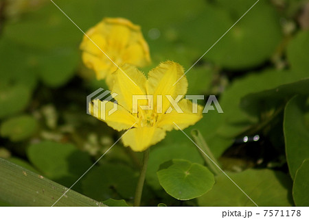アサザ 浅沙 Nymphoides peltata アサザ 浅沙 Nymphoides peltata 7571178