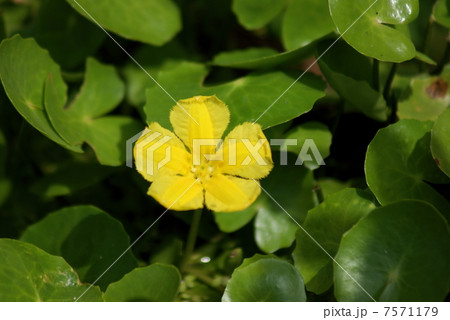 アサザ 浅沙 Nymphoides peltata アサザ 浅沙 Nymphoides peltata 7571179