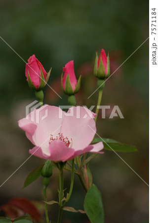 バラ　デンティー ベス　Dainty Bess　Rosa 7571184