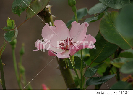 バラ　デンティー ベス　Dainty Bess　Rosa 7571186