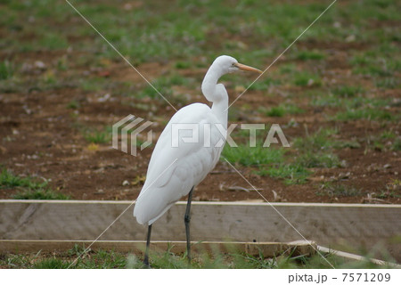 ダイサギ　大鷺　Ardea alba　Great Egret 7571209
