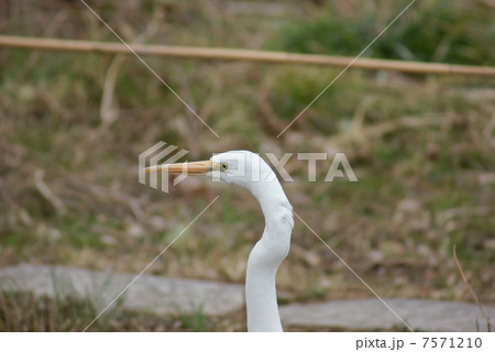 ダイサギ　大鷺　Ardea alba　Great Egret 7571210