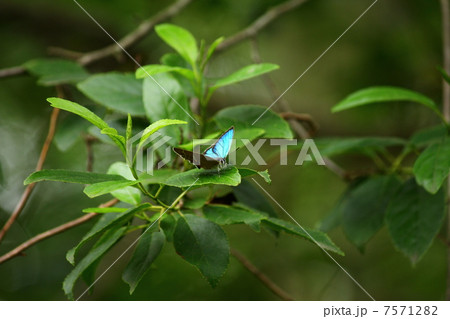 ミドリシジミ 7571282