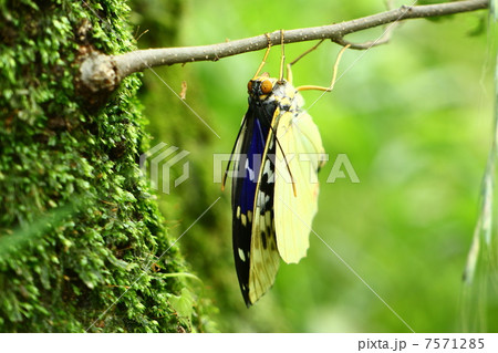 オオムラサキ オオムラサキ 7571285