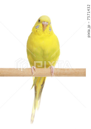 Yellow budgerigar on a branch Yellow budgerigar on a branch 7571432