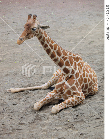 ちょっと一休み　キリン 7571510