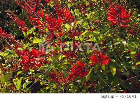 ヒシバデイゴの花 7571641