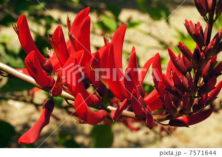 ヒシバデイゴの花 7571644