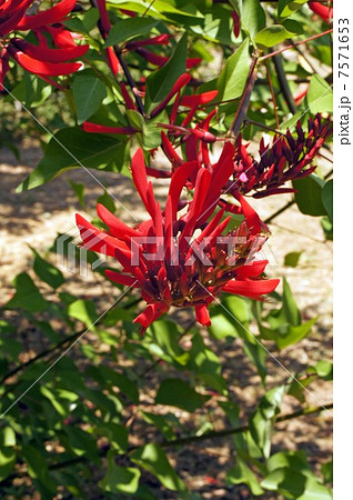 ヒシバデイゴの花 7571653